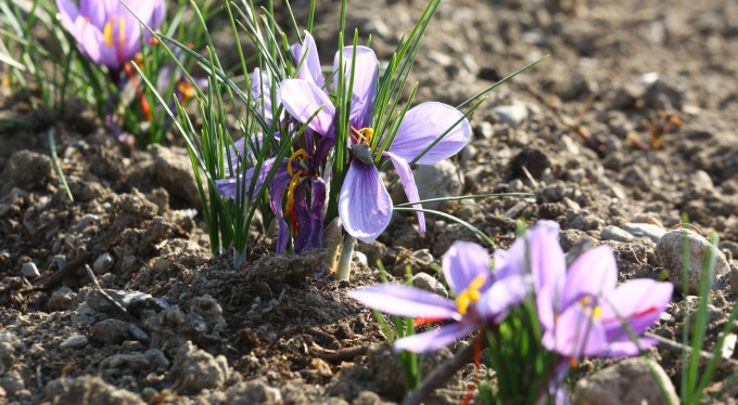 Dünyanın en pahalı baharatı Bursa'da yetişiyor