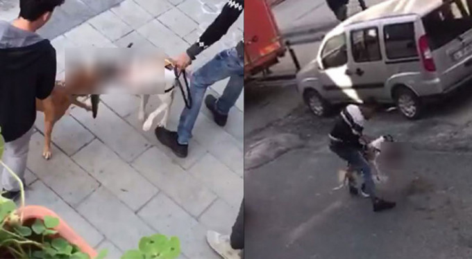 Ağızlıksız köpek gezdirmenin sonu! Vahşi görüntüler