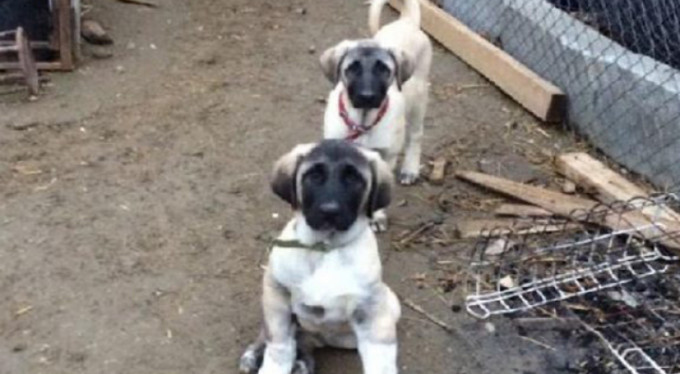 Köpeklerini çaldılar... Bulana arabasını hediye edecek!