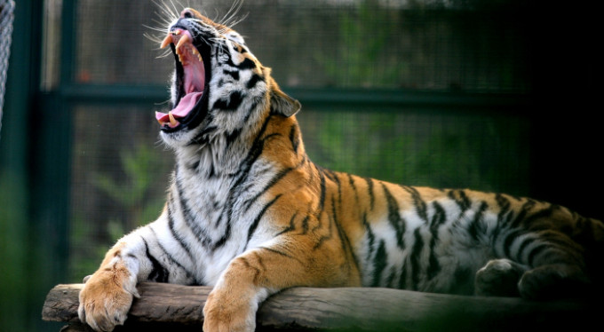 Çıldırdılar! Bursa'da kar yağmayınca...