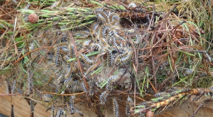 Tırtıl hapishanesi!