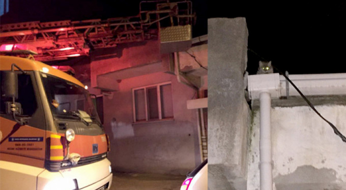 Bursa'da kedi operasyonu!