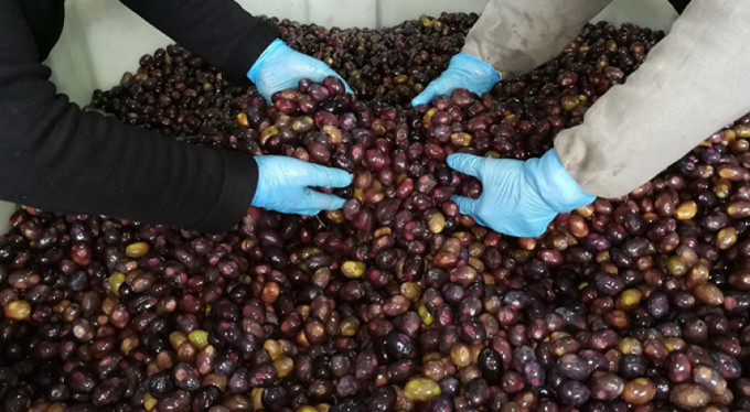 İşte zayıflatan "eşek" zeytini!