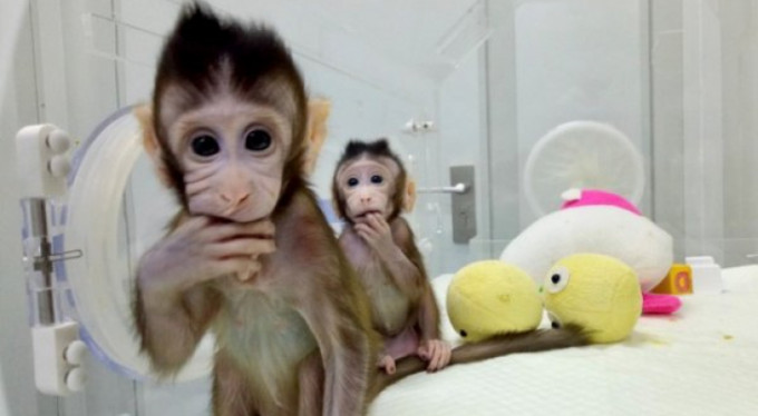 İki maymun klonlandı!