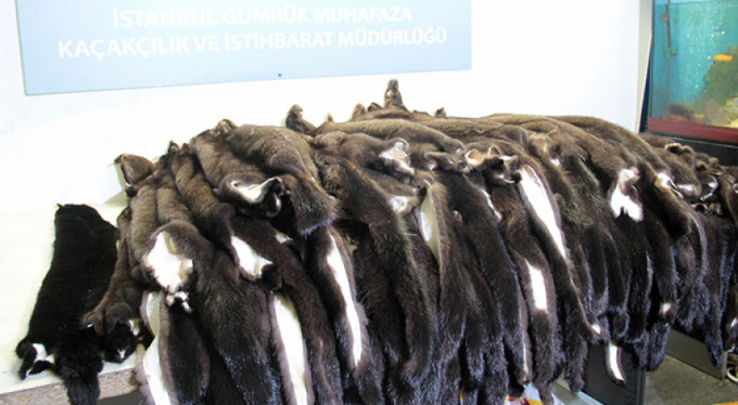 Havaalanında 'kürk' operasyonu!