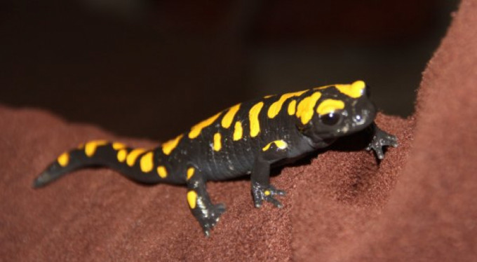 Türkiye'de ortaya çıktı! Nesli tükeniyor ama...