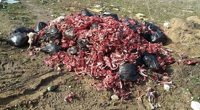 Bunun adı katliam! Bursa'da büyük rezalet