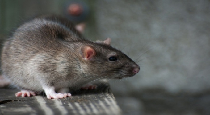 Şehri fareler bastı! Sayıları 50 milyonu aştı!