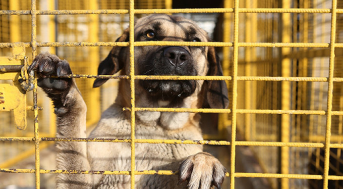 Sahiplenilmeyi bekliyorlar!