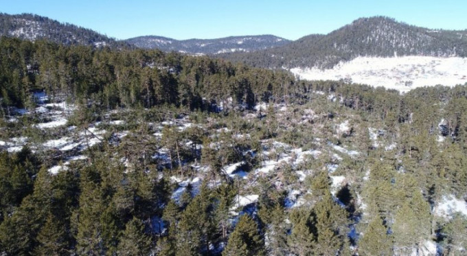 Yüzlerce ağacı kökünden söktü!