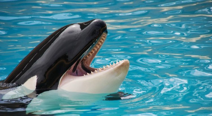 Katil balinalardan insan sesi taklidi!