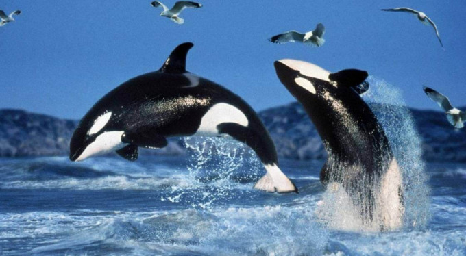 Çocuklar ölümden döndü! Katil balinalar...