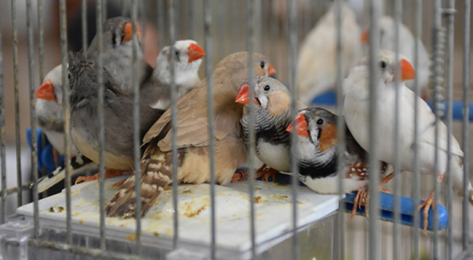 Kuş tutkunları Bursa'da buluşuyor