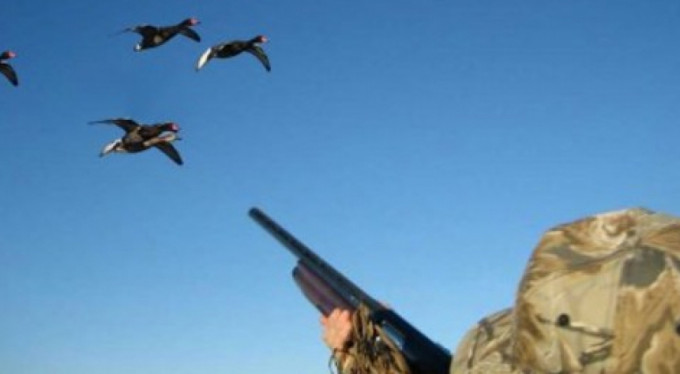 Kafasına kaz düşen avcı hastanelik oldu