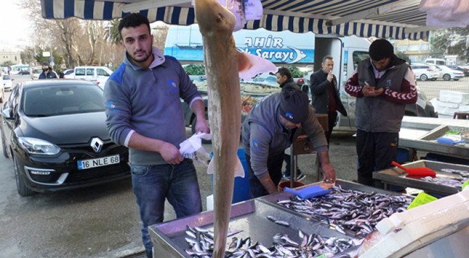 Bursa'da köpek balığı yakalandı!