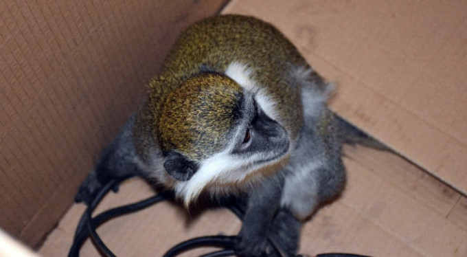 Kimseye yakalanmamıştı! Minik hırsız sonunda...