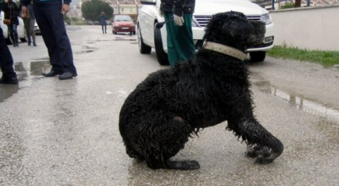 Köpekleri zehirlediler!