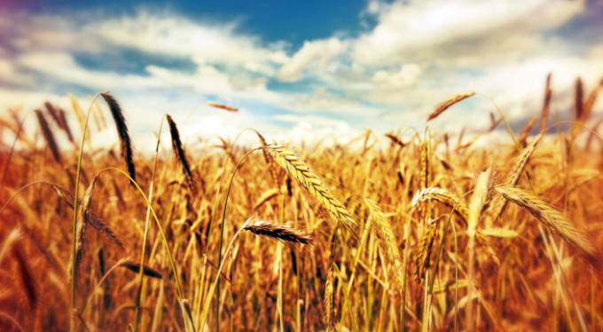 Bursa alarm veriyor! Buğdaylar kuraklıktan sararmaya başladı