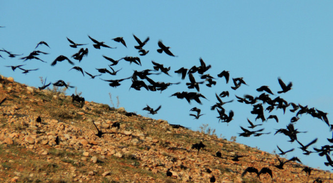 Görenler hayrete düştü! Yüzlerce karga gökyüzünde süzüldü!