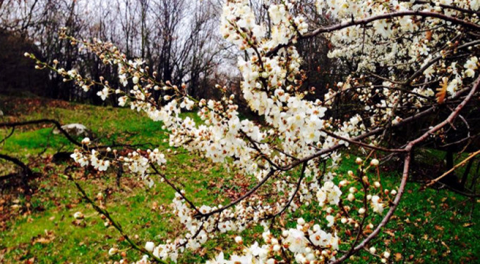 Bursa'da kışın ortasında bahar!