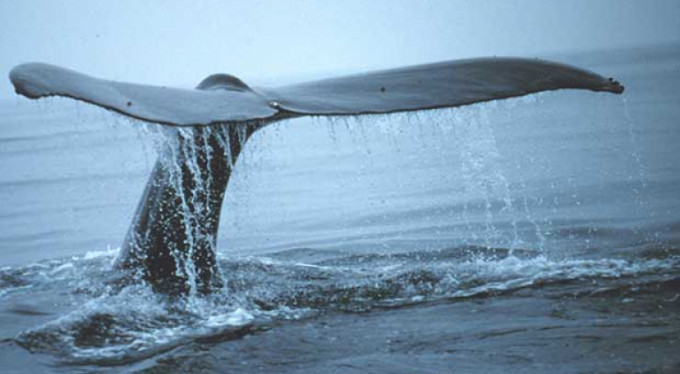 Bursa'da Mavi Balina alarmı!