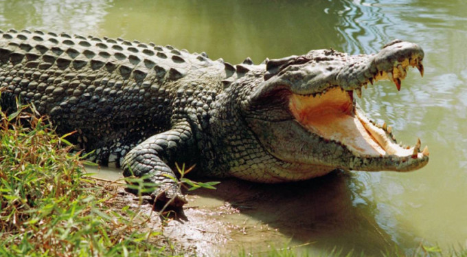 Tuttuğu balığı timsaha kaptırdı!