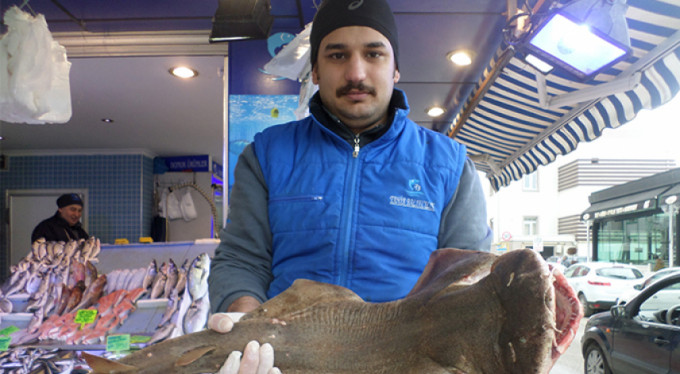 Marmara Denizi'nde köpek balığı!