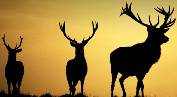 Şehir merkezine geyik indi!