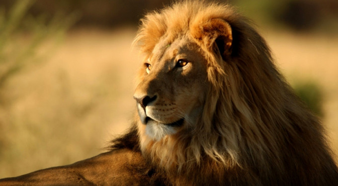 Aslan ile avının arasına girdi, canından oldu!