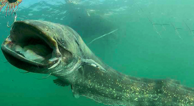 Bursa'da dev yayın balığı!