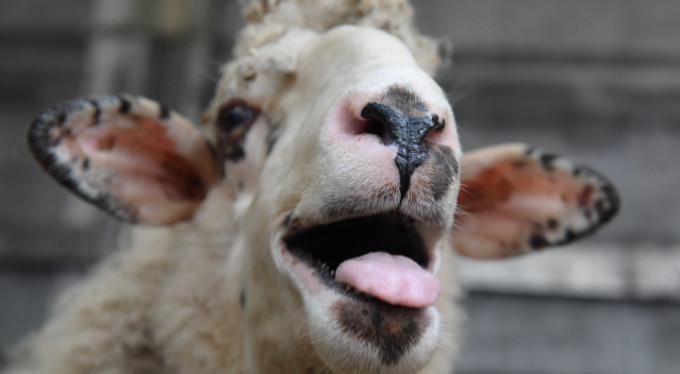 'Kınalı koçlar' Bursa'dan askerimize gidiyor!