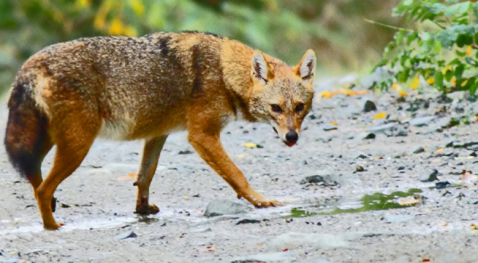 Çakalla karşı karşıya gelince...