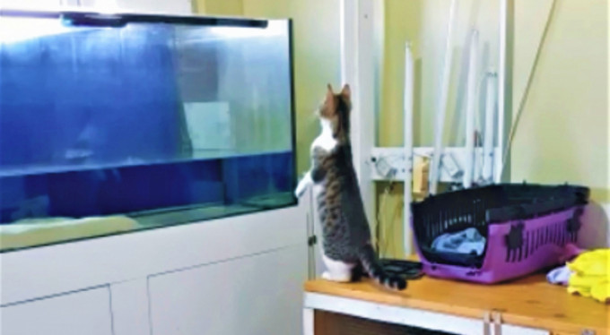 Sineği yakalamak isterken akvaryuma uçtu!