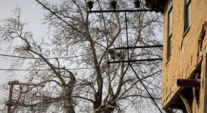 700 yıllık çınarı kurumaya terk ettiler