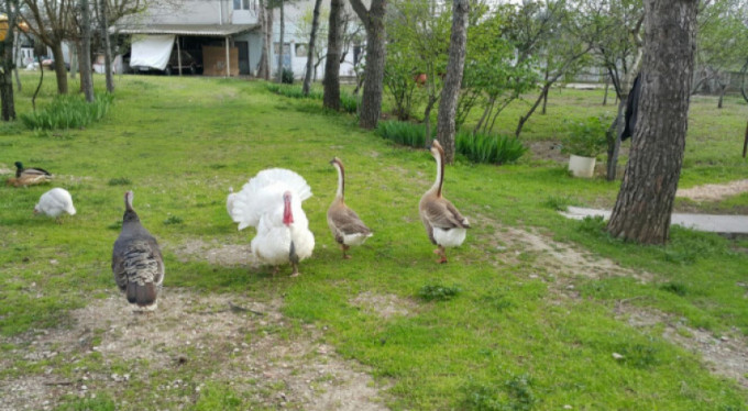 Çiftlik Bank ile ilgili flaş açıklama! "Paranızı geri alabilirsiniz..."