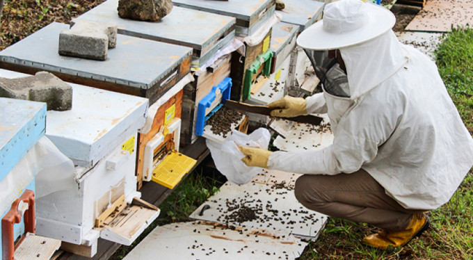 Bursa'da çamur yağdı, milyonlarca arı öldü!