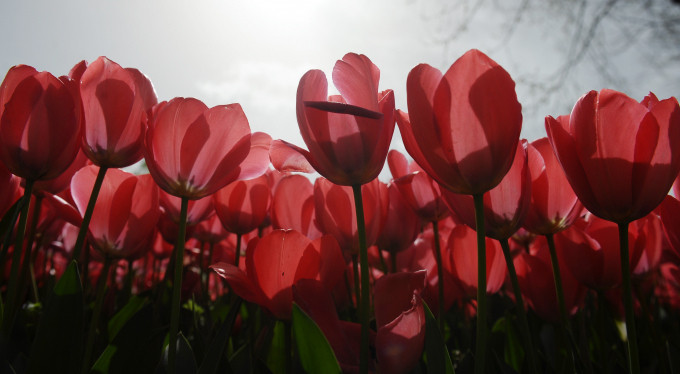 Bursa'da bahar şöleni