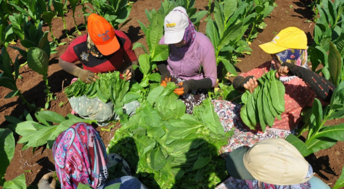 Tütünden 1.2 milyon kazandılar