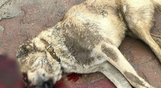 Bursa'da bekçi dehşeti! Av tüfeğiyle öldürdü