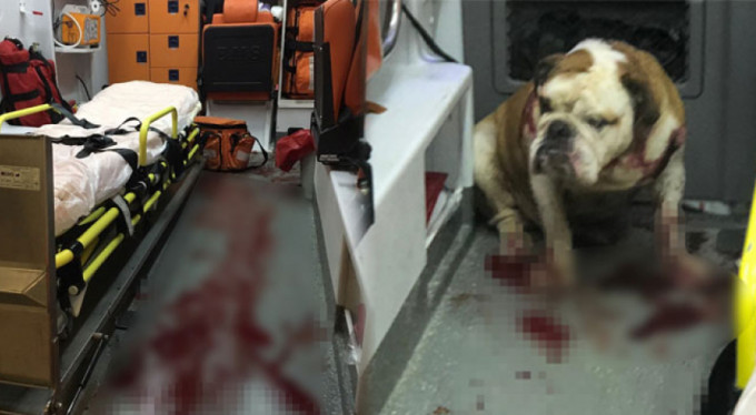 Polisin kurşunu bile durduramadı!