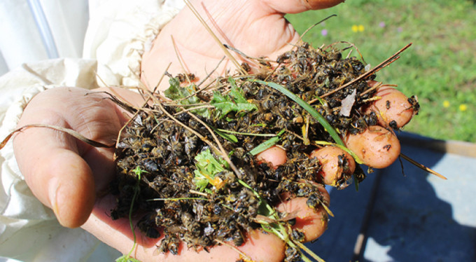 Bursa'da arı ölümleri devam ediyor!