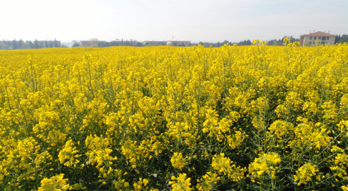 Uludağ Üniversitesi sarıya büründü