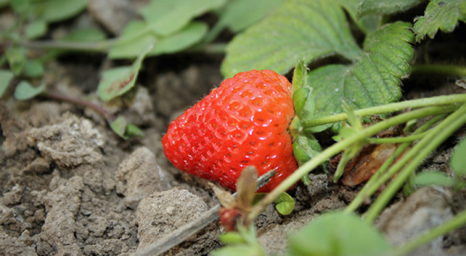 Bursa'da hasat vakti!