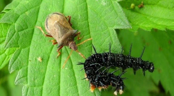 Soçi'de böcek istilası