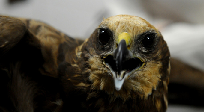 Yaralı bulunan yırtıcı kuş türü 'saz delicesinin' tedavisine başlandı
