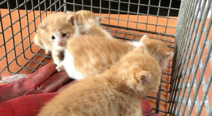 Bursa'da hayat kurtarma operasyonu!