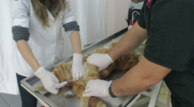 Yıldırım'da sokak hayvanları sahipsiz değil