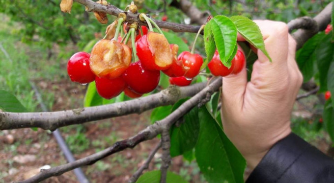 On günlük yağışlar İznik ovasını vurdu