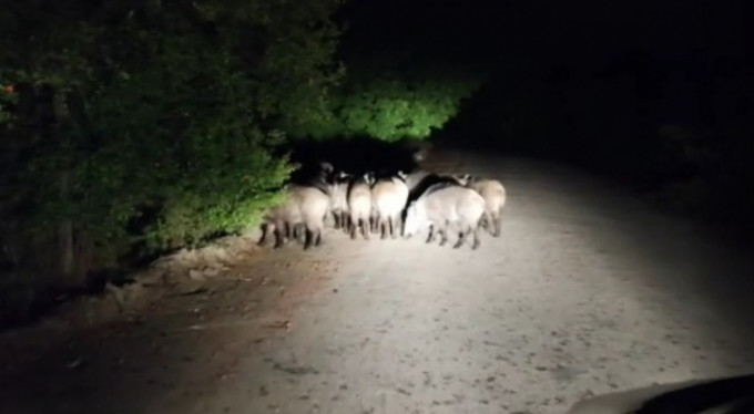 Bursa'da şaşırtan görüntü!