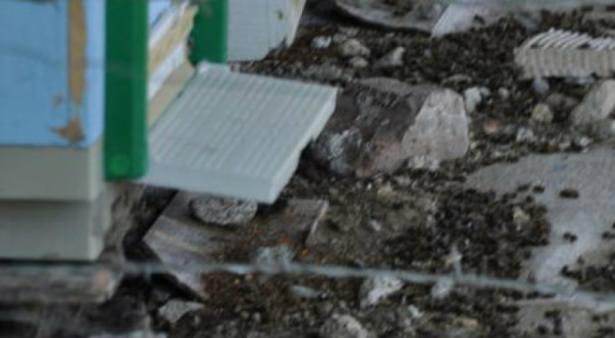 Arı ölümlerinin sebebi yanlış ilaçlama